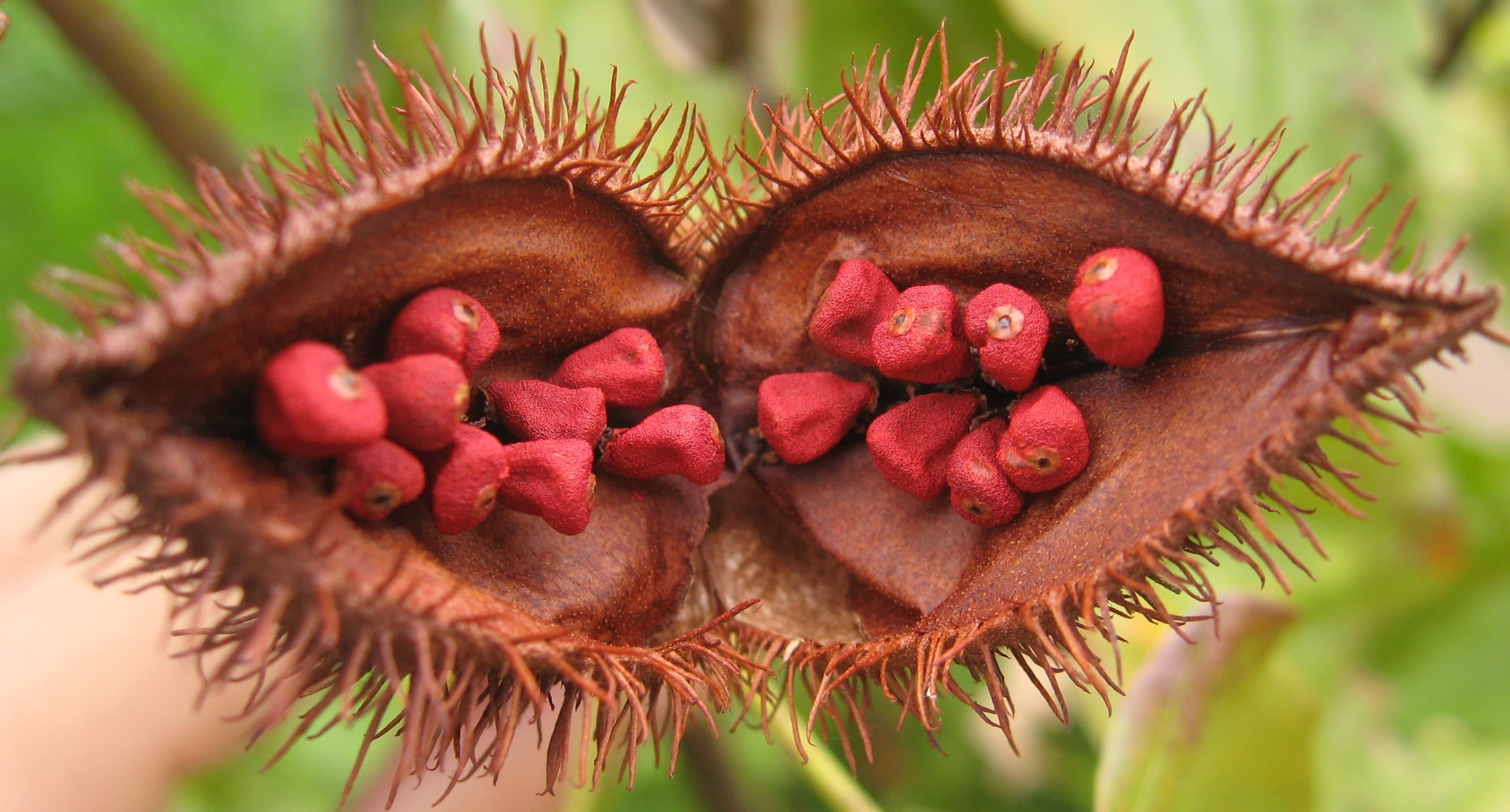 Open annatto fruit with seeds